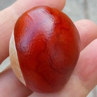 vein salve - w/horse chestnut to tone & nourish