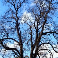 vein salve - w/horse chestnut to tone & nourish