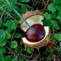 vein salve - w/horse chestnut to tone & nourish