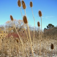 joint tincture - anti inflammatory herbal blend