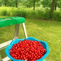 joint tincture - anti inflammatory herbal blend