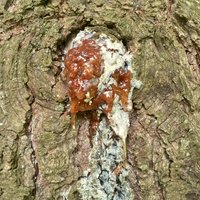 pine & resin salve - evergreen forest balm