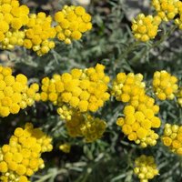 helichrysum oil - immortelle flower herbal infusion