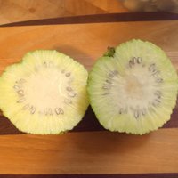 maclura pomifera tincture - osage orange extract
