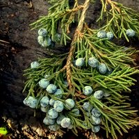 juniper berry tincture - locally foraged extract