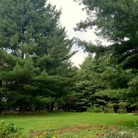 pine needle tincture - pinus strobus double extraction