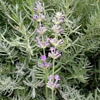 calm tincture - relaxation blend & sleep assistance