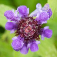 self heal tincture - prunella vulgaris extract