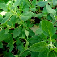 oregano tincture - origanum vulgare leaf extract