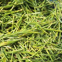 pine pollen hormone blend - for men & women