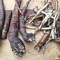 cleansing root tincture - yellow dock burdock dandelion