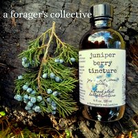 juniper berry tincture - locally foraged extract