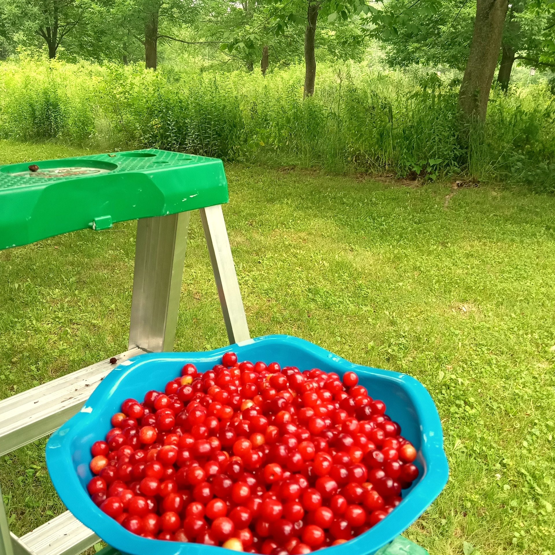 joint tincture - anti inflammatory herbal blend