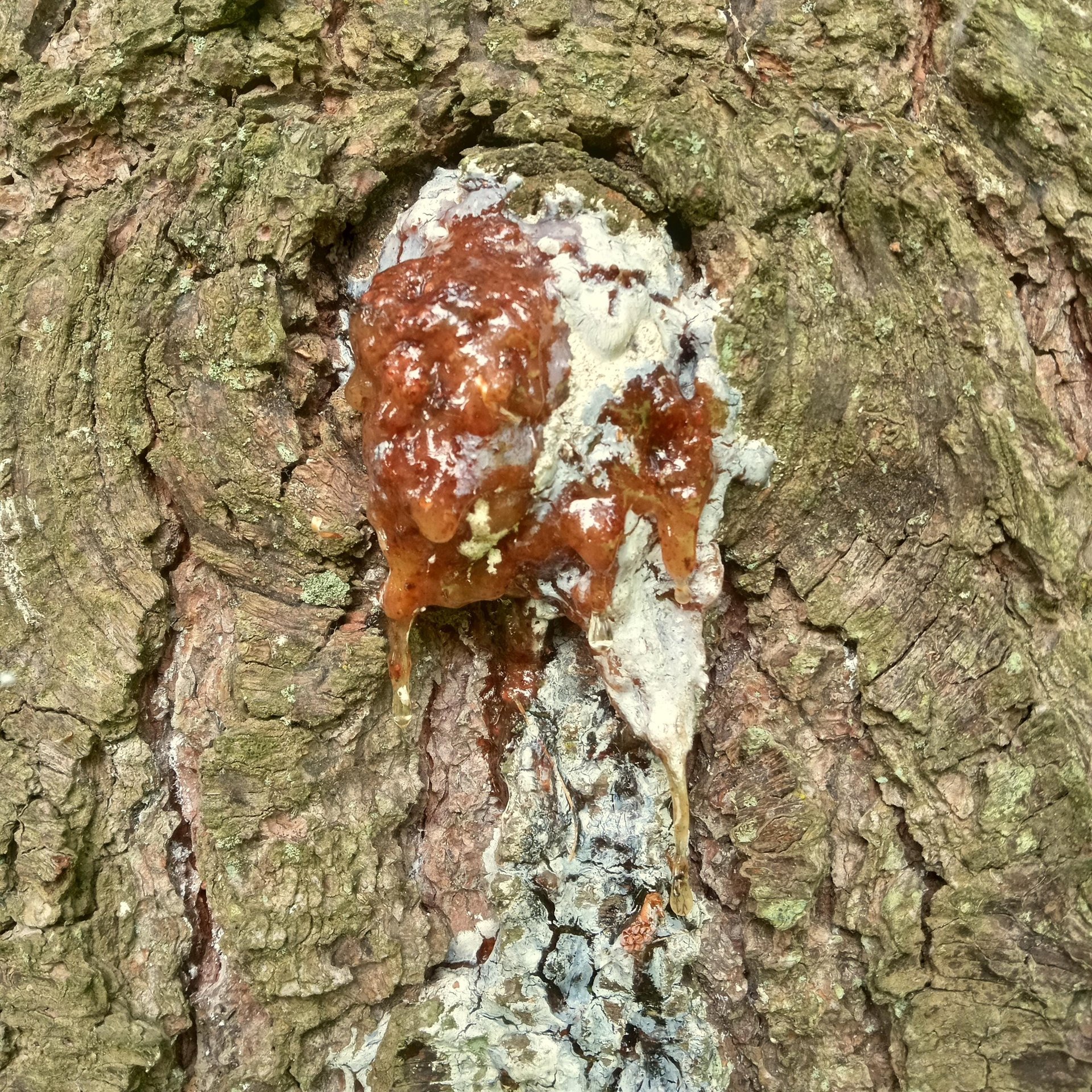 pine & resin salve - evergreen forest balm