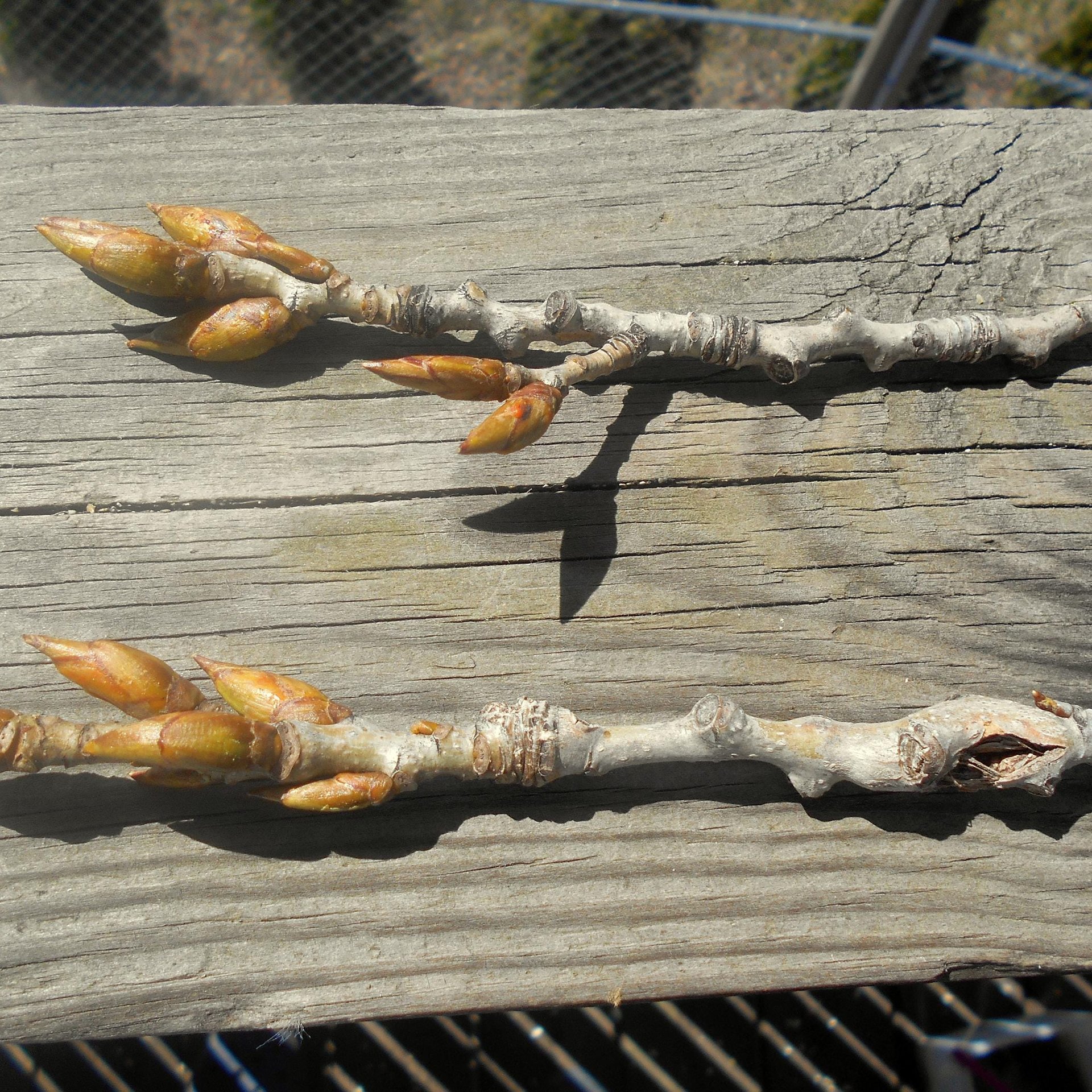 cottonwood resin oil - balm of gilead double infused