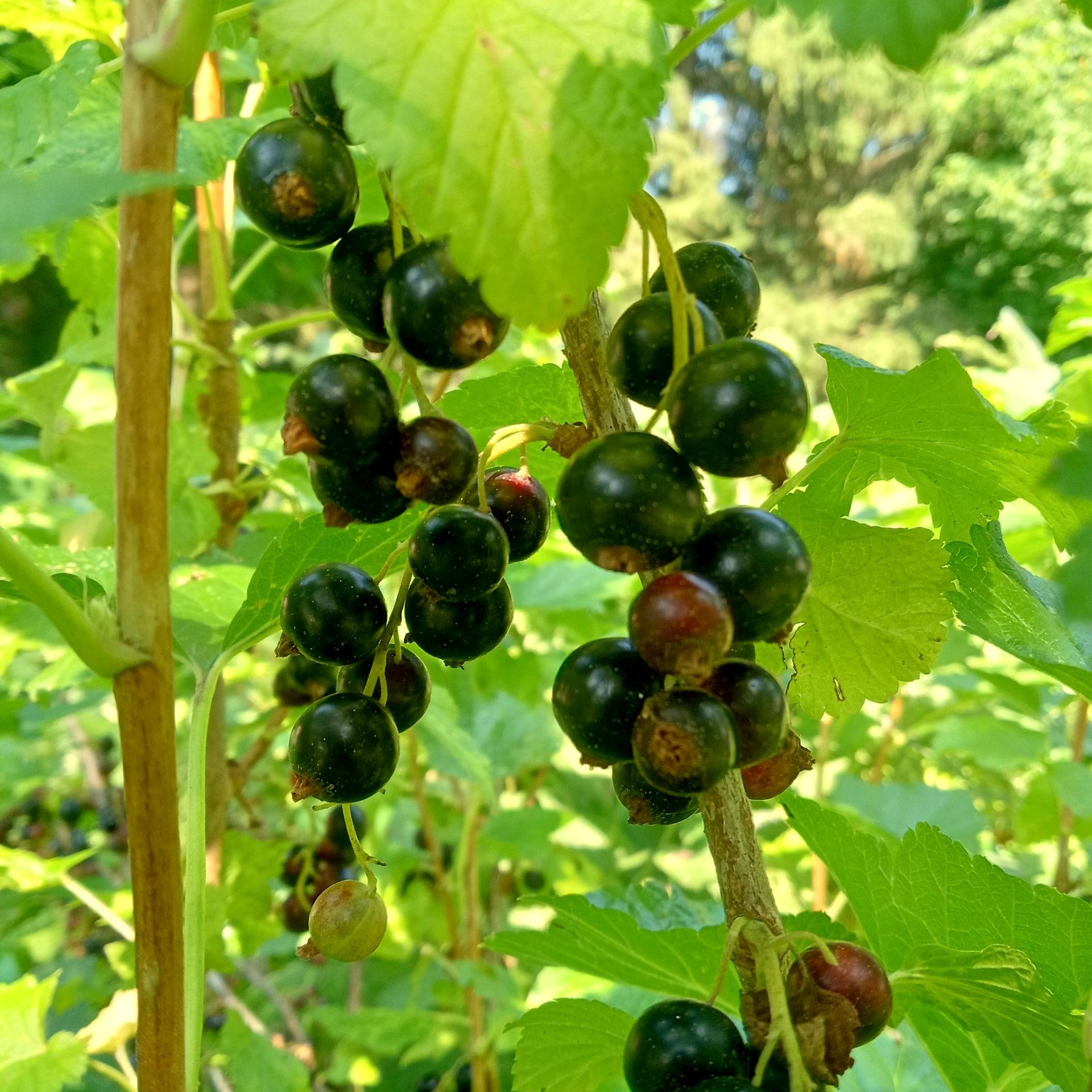 black currant oil - fruit & seed herbal infusion