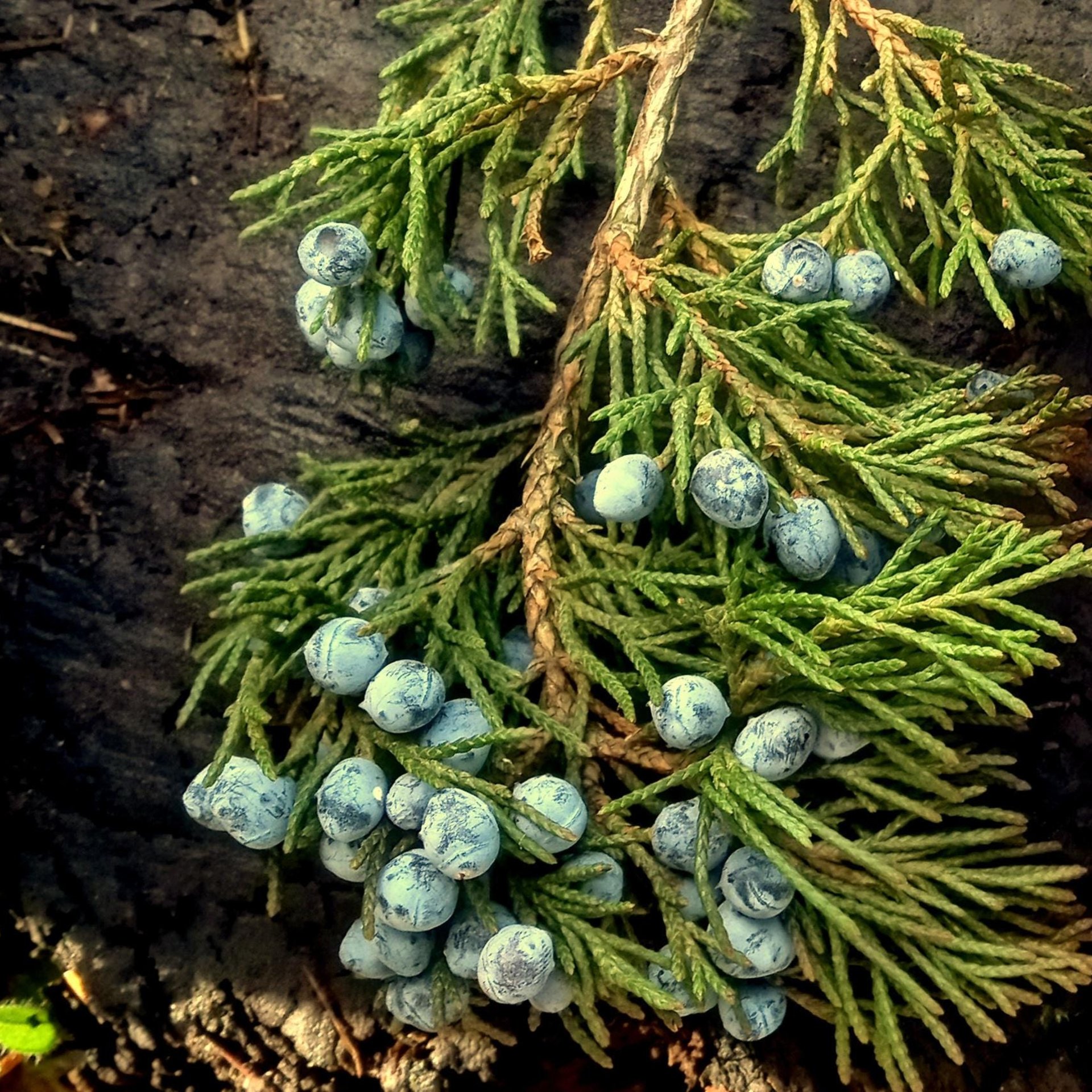 juniper berry tincture - locally foraged extract