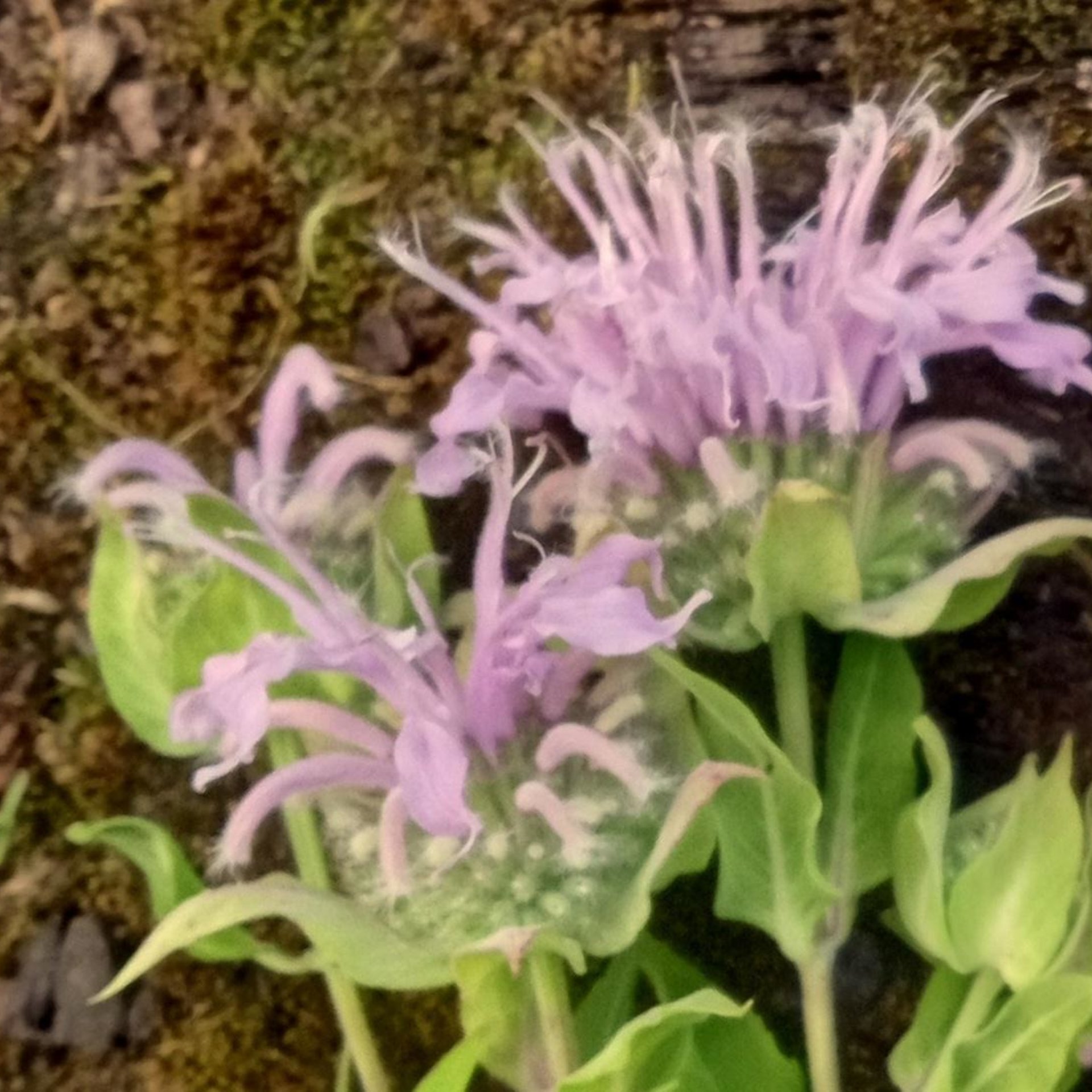 herbal dandruff rinse - acv anti bacterial infusion