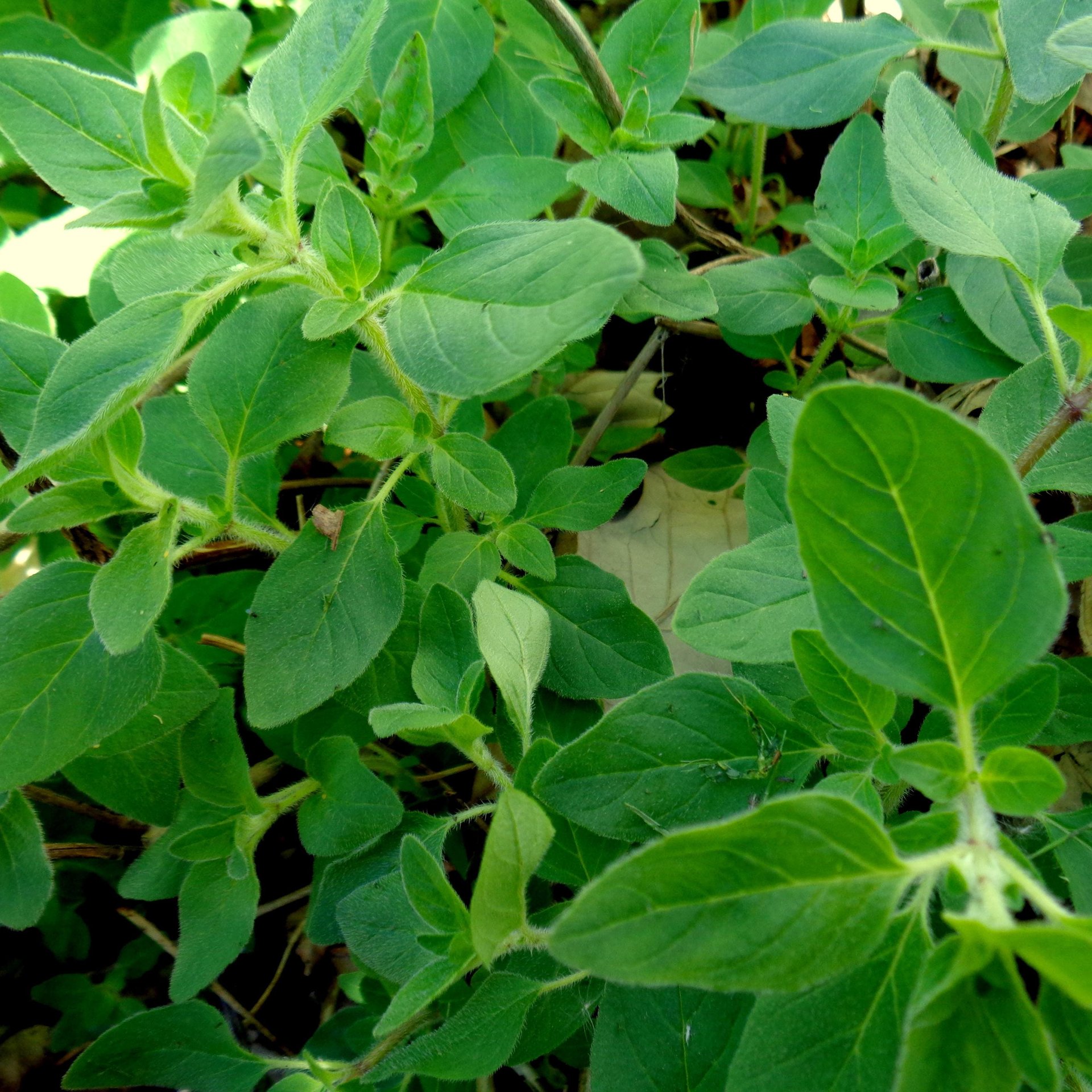 oregano tincture - origanum vulgare leaf extract