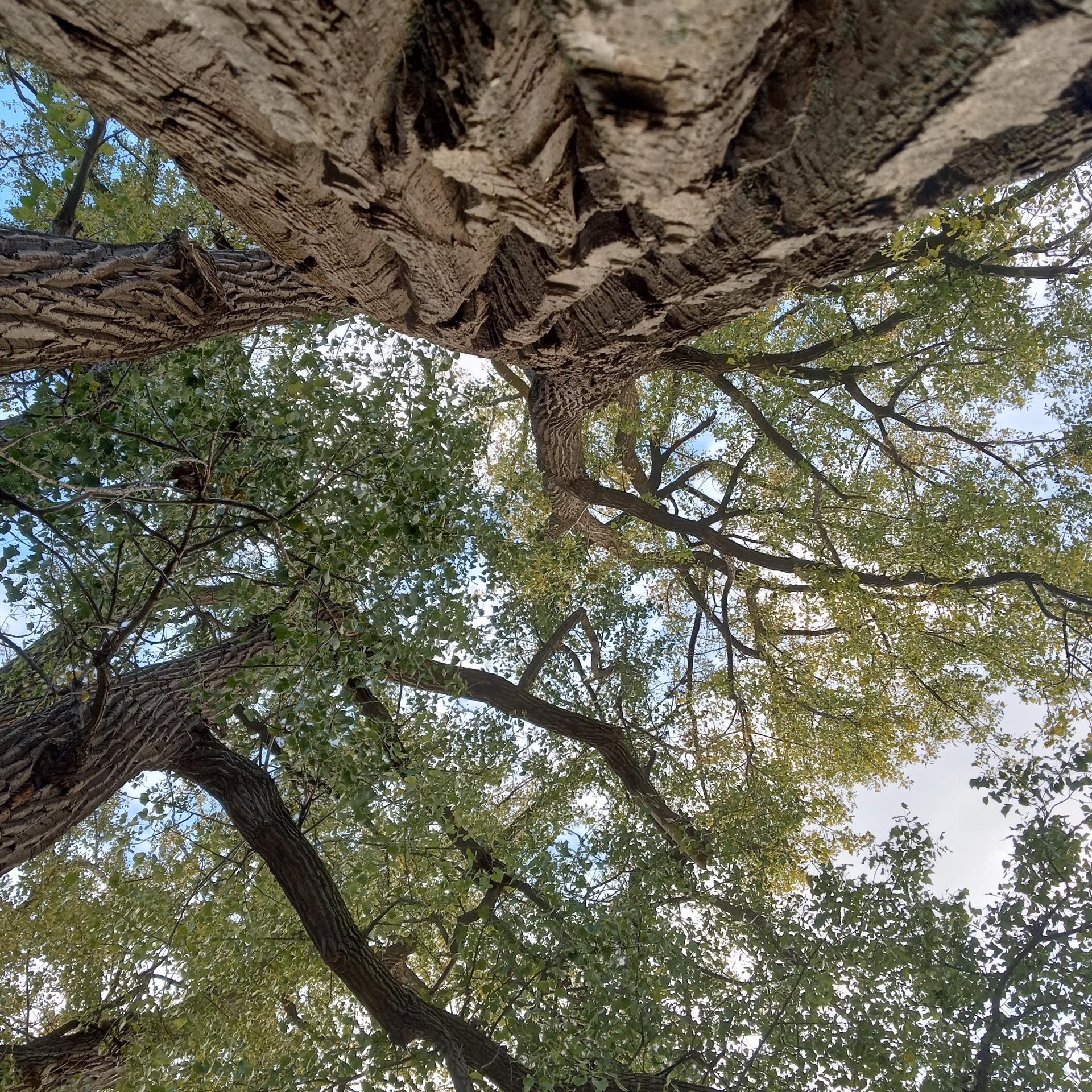 cottonwood resin oil - balm of gilead double infused