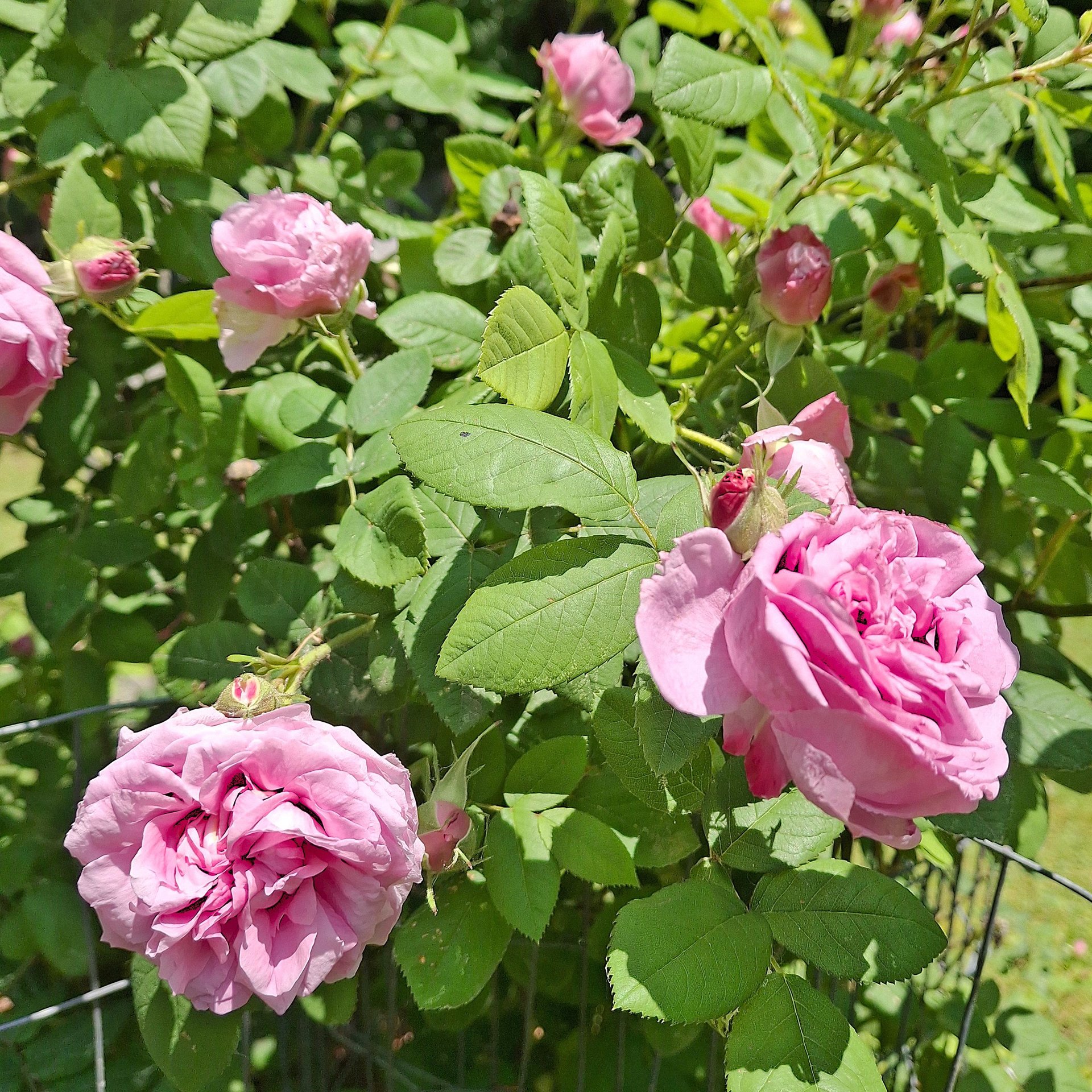 rose flower oil - fresh flower herbal infusion