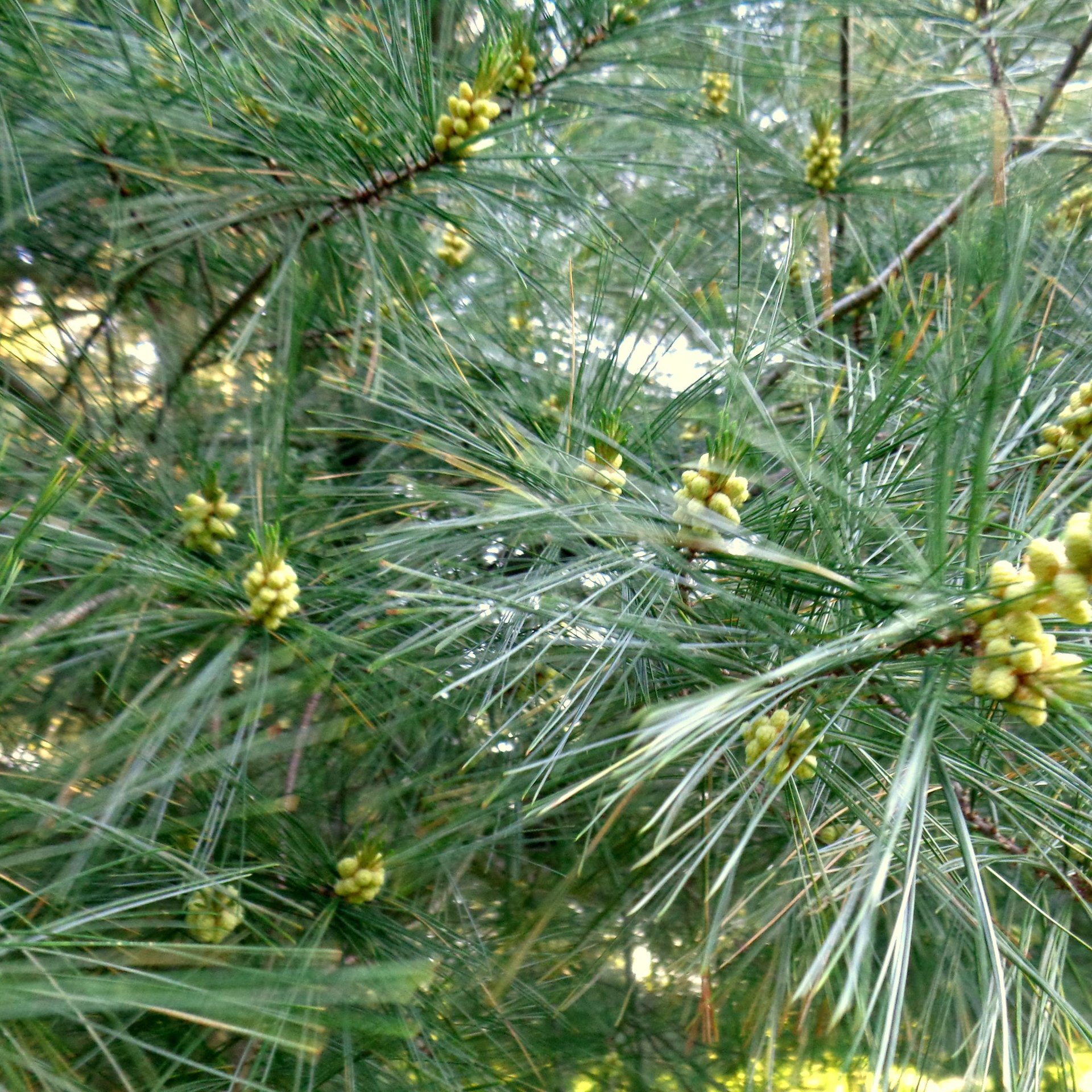 pine pollen hormone blend - for men & women