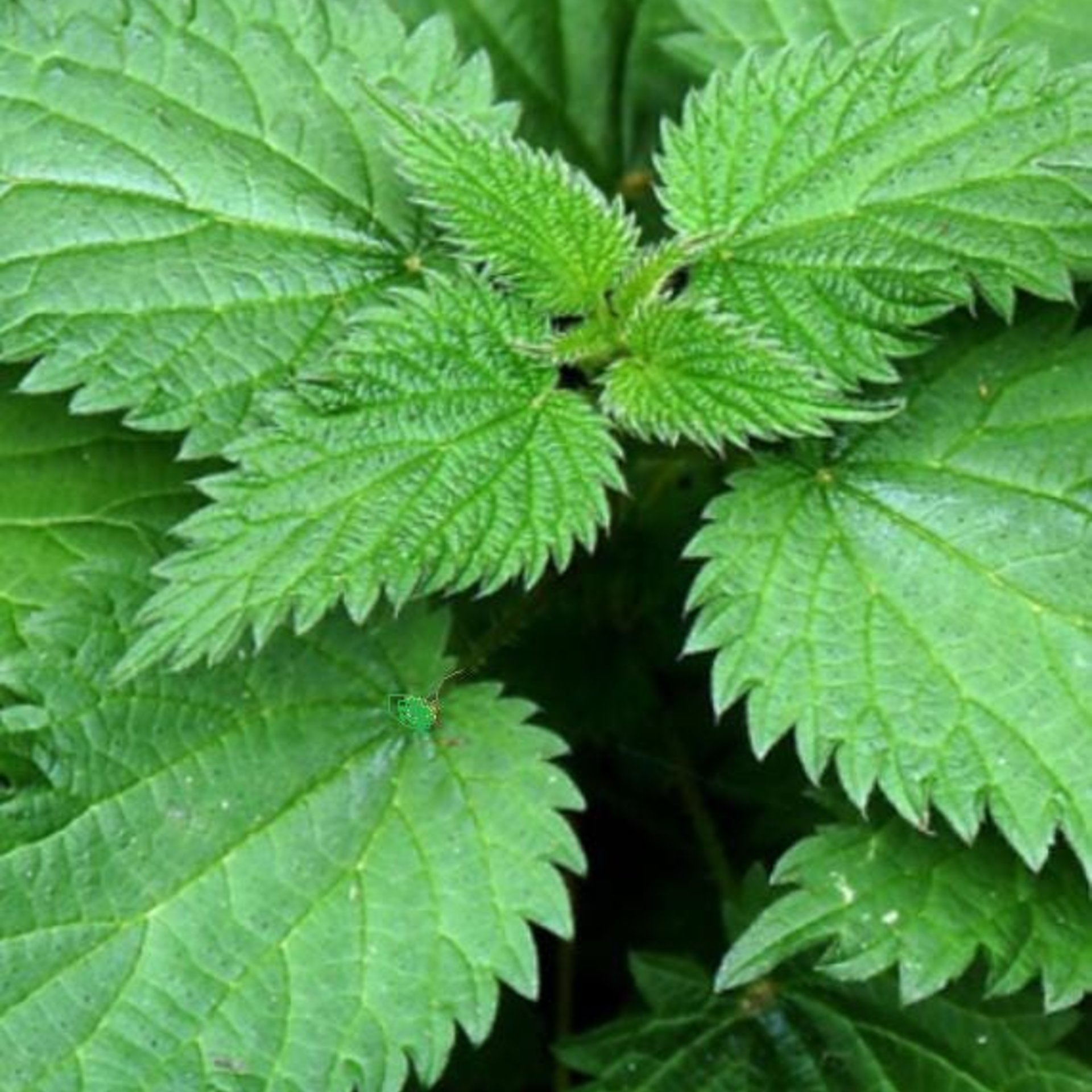 stinging nettle root tincture - full spectrum blend