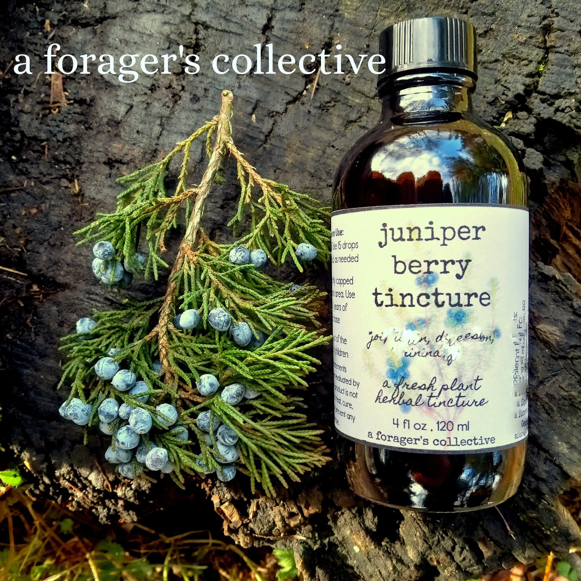 juniper berry tincture - locally foraged extract