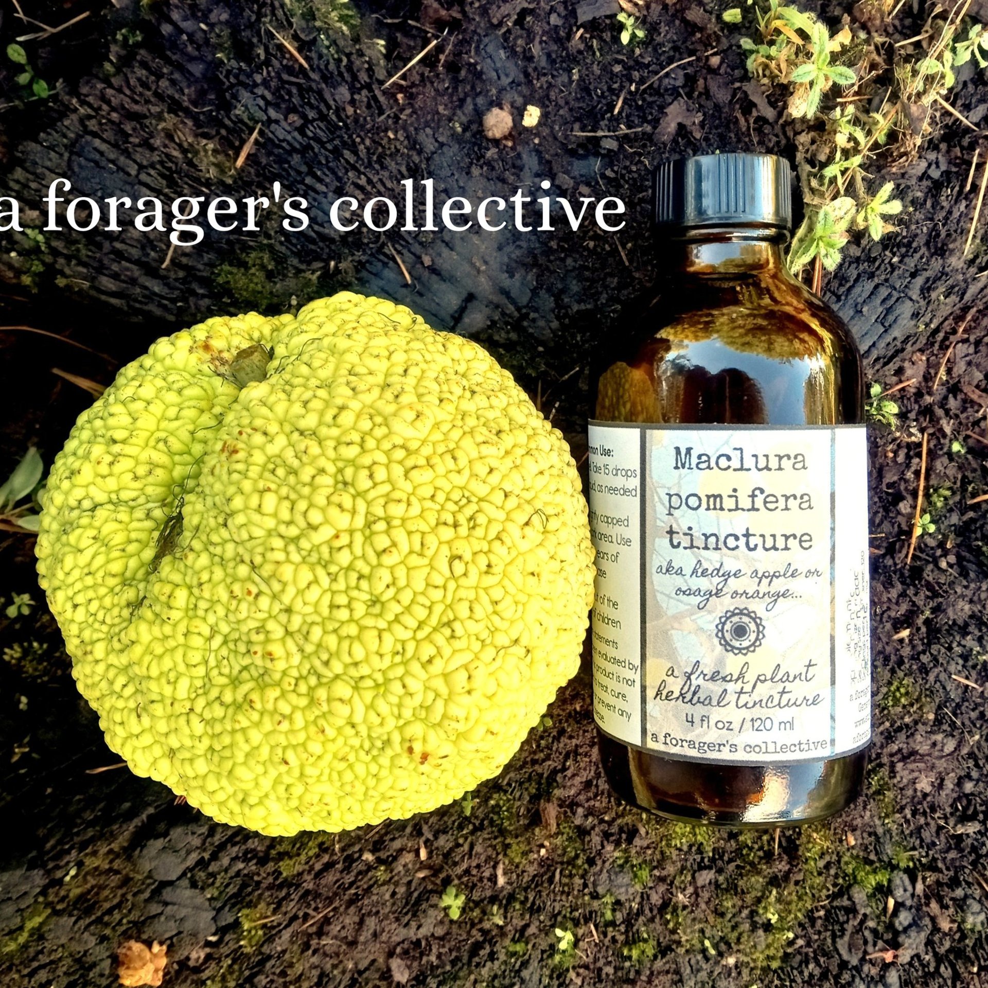 maclura pomifera tincture - osage orange extract