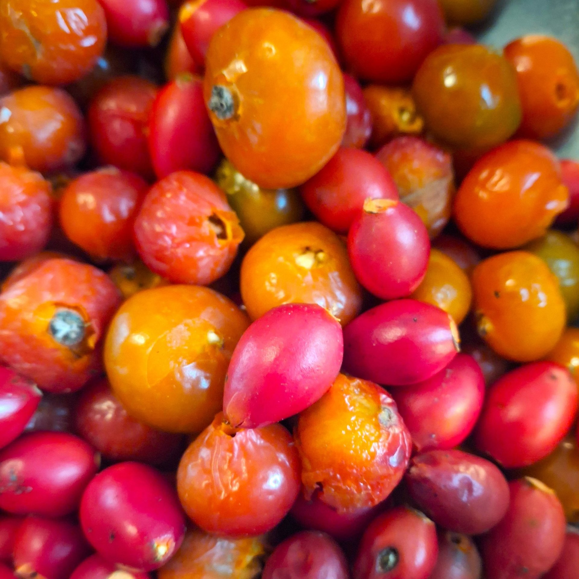 rosehip serum - fruit & seed herbal oil infusion