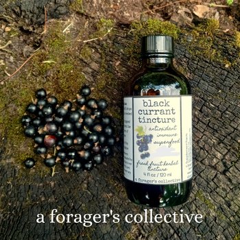 black currant tincture - fresh berry extract