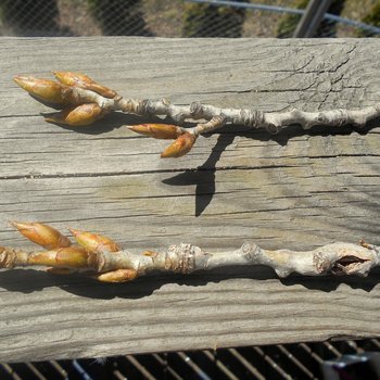 cottonwood resin oil - balm of gilead double infused