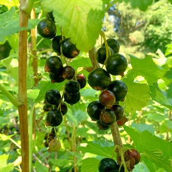 black currant oil - fruit & seed herbal infusion