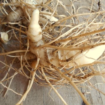 solomon seal tincture - fresh root extract