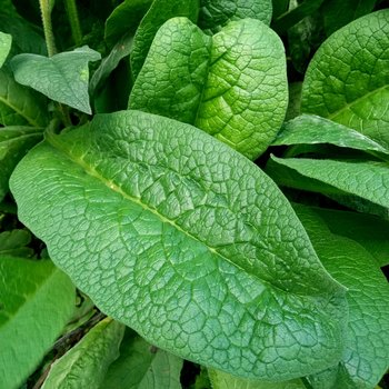 comfrey leaf oil - boneknitter herbal infusion