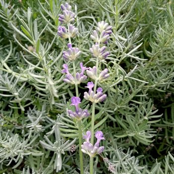 calm tincture - relaxation blend & sleep assistance