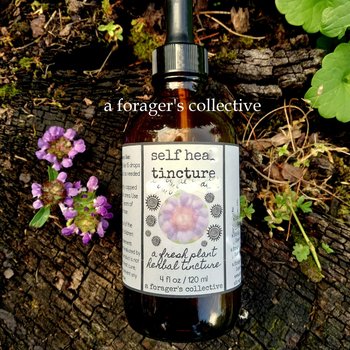 self heal tincture - prunella vulgaris extract