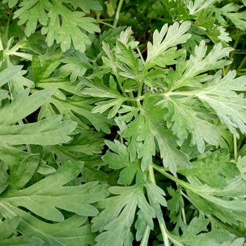 wormwood tincture - artemisia absinthium extract