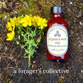 st johns wort oil - hypericum perforatum infusion