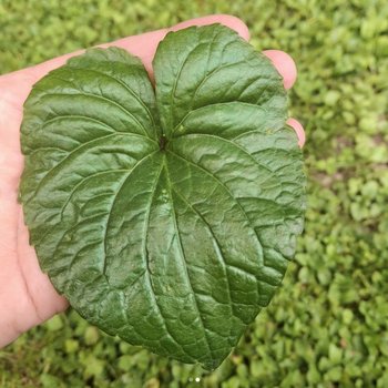 violet oil - viola sororia  - dried leaf infusion